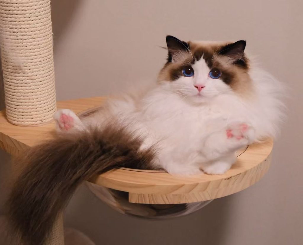 A white long-haired cat with brown facial markings and tail lays on her back in a bowl.