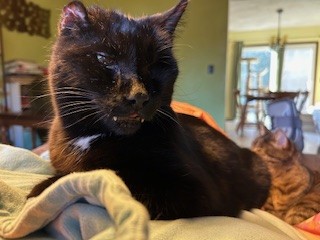 A black cat sits on a couch. Its canines poke out a little from its mouth.