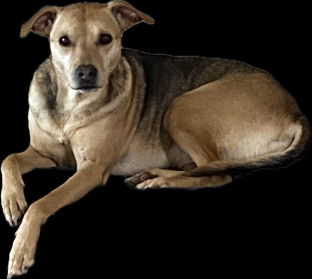 A large brown dog lays with its paws out against a black background.