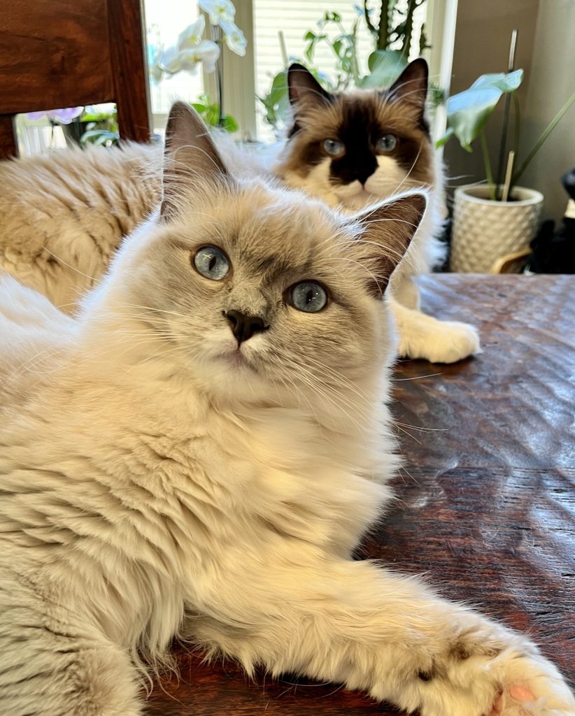 Two white cats with grey and black facial markings sit on a couch, one in front of the other.