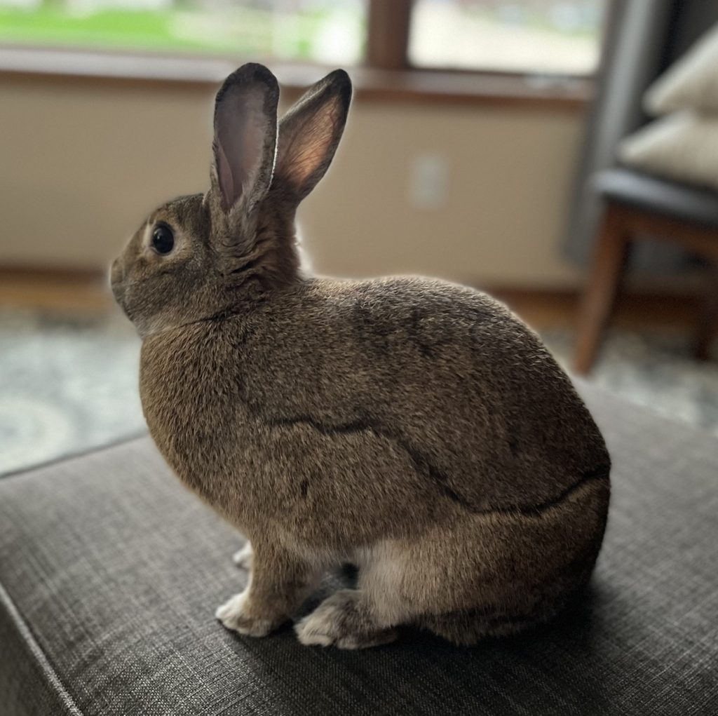 A brown rabbit sits on an ottoman in profile.