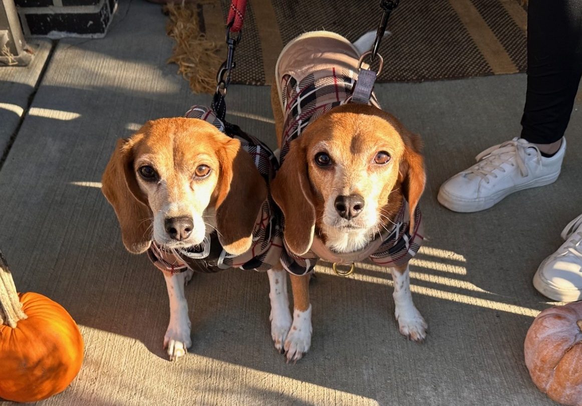 Two beagle dogs stand beside each other on a porch surrounded by pumpkins.