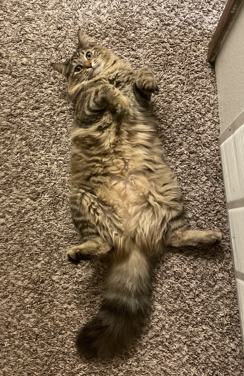 A tabby cat lays on her back, looking up at the camera.