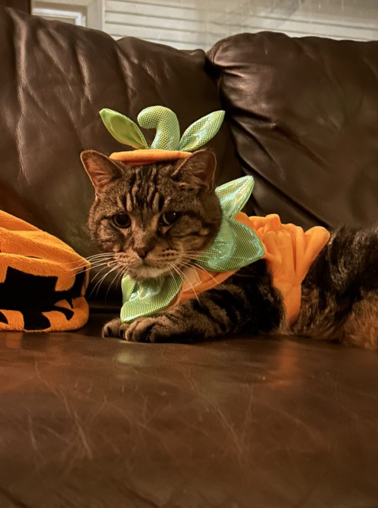 A tabby cat sits on a brown leather couch wearing a pumpkin costume. The hat is the pumpkin stem, and the vest is orange.
