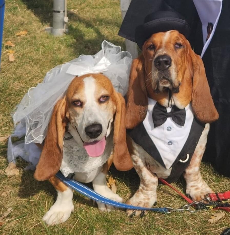 Two beagles stand beside each other on a lawn. One wears a wedding veil and dress, and the other wears a tuxedo and bowler hat.