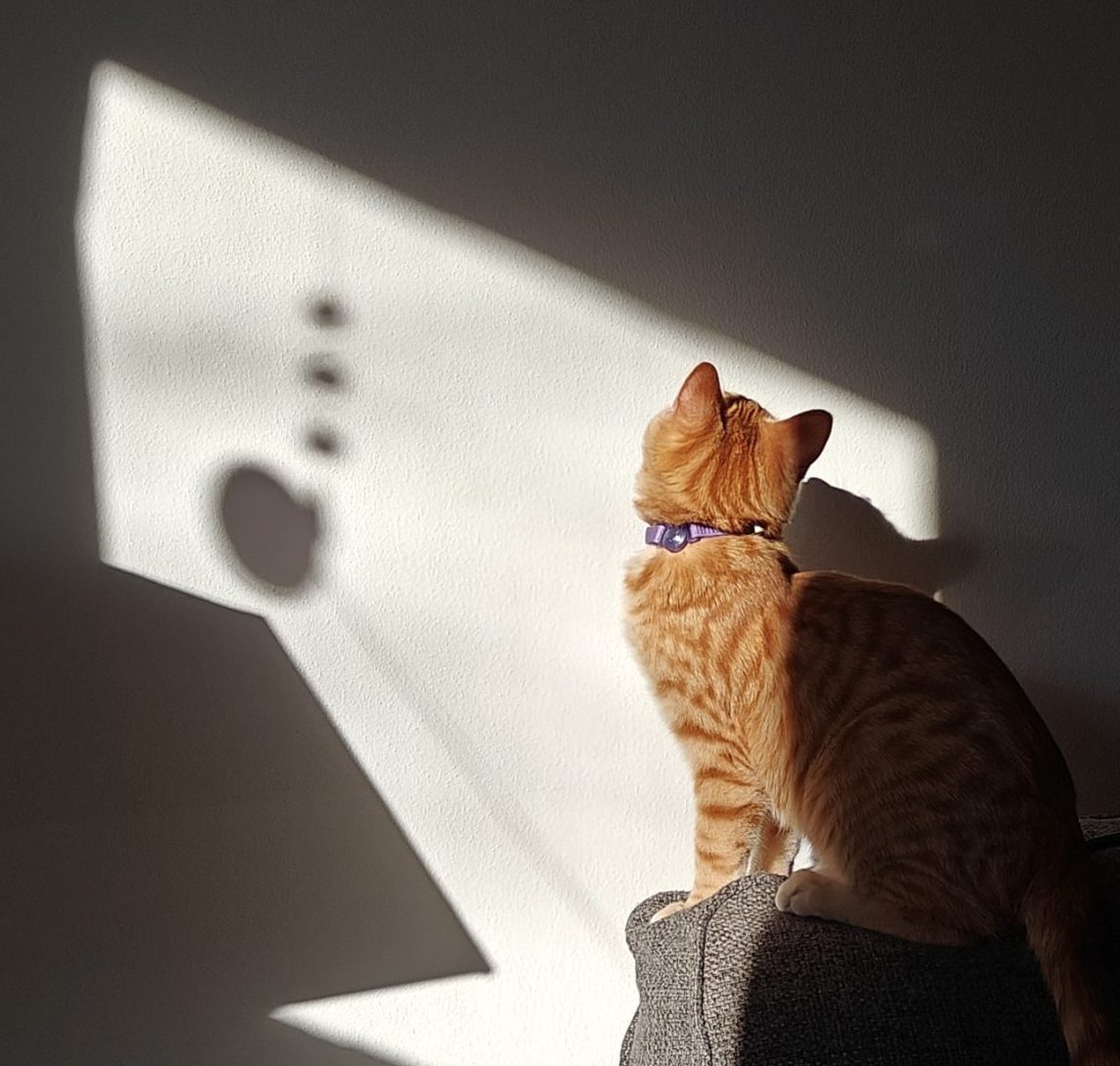 A ginger cat sits on the top of a couch and looks at the wall, where light is reflecting from a window.