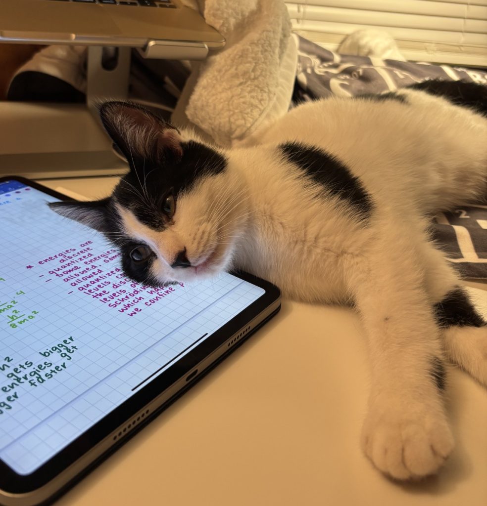 A black and white cat lays on a desk, resting its head on a tablet with school notes on it.