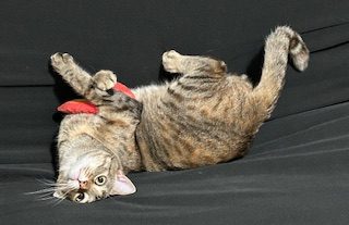 A tabby cat lays on its back with its feet curled up, craning its head back to look at the camera.