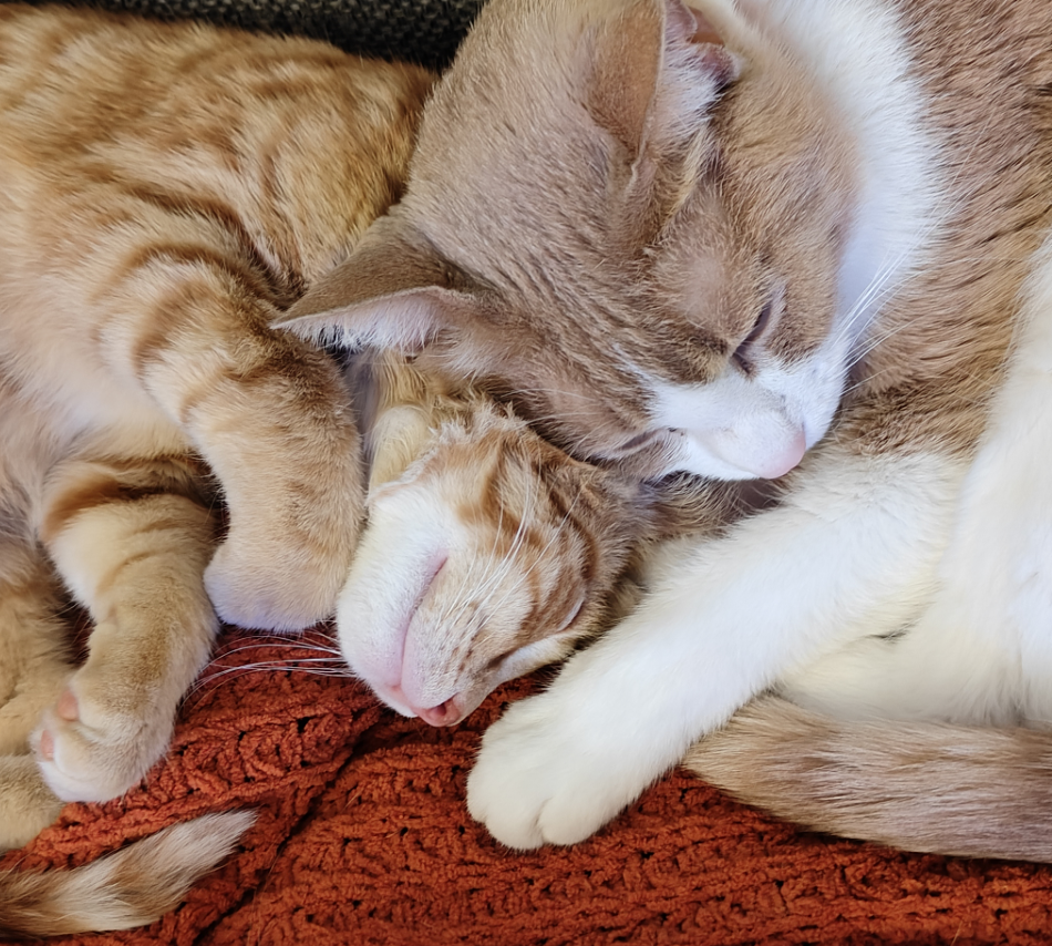 Two ginger cats lay next to each other curled up on their sides, one with its head resting on top of the others. They are both sleeping.