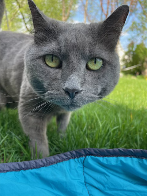 A grey cat outside in a field leans in close to the camera.