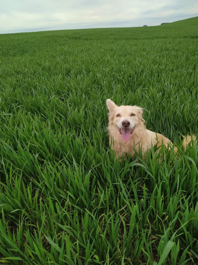 A golden dog looks at the camera with its tongue lolling out in a large, empty field of wheat grass.