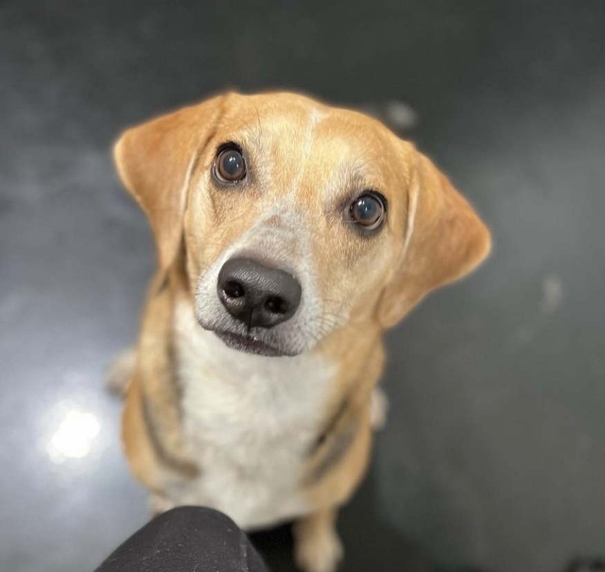 A tan, short-hair dog looks up into the camera.