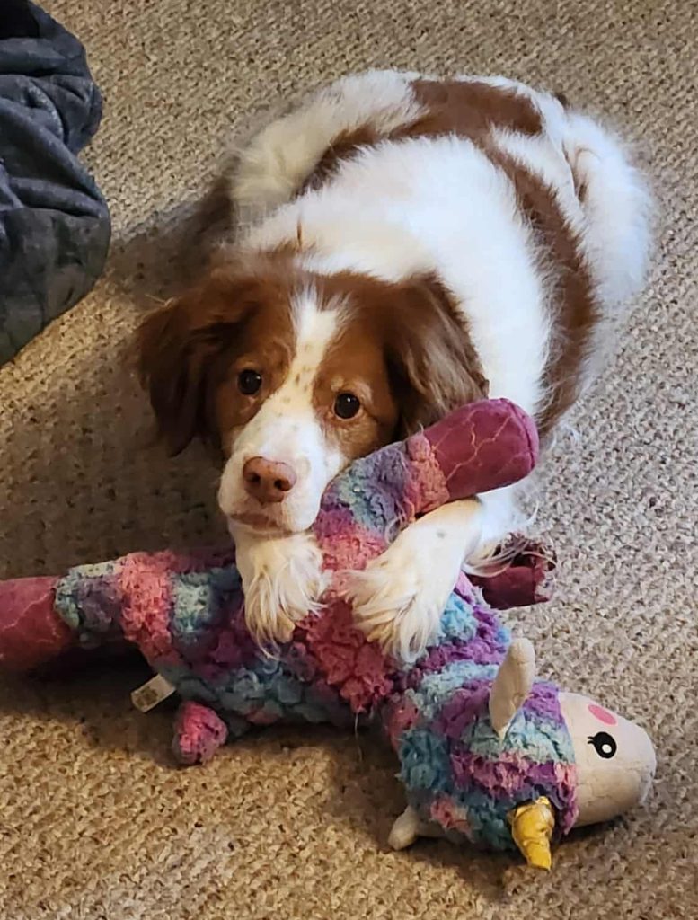 A white and brown dog lays on a carpet, holding a unicorn stuffed animal.