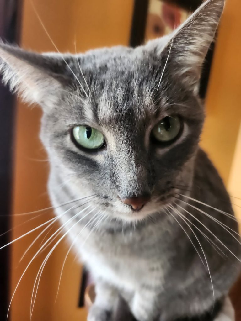 A portrait of a grey cat looking straight at the camera.