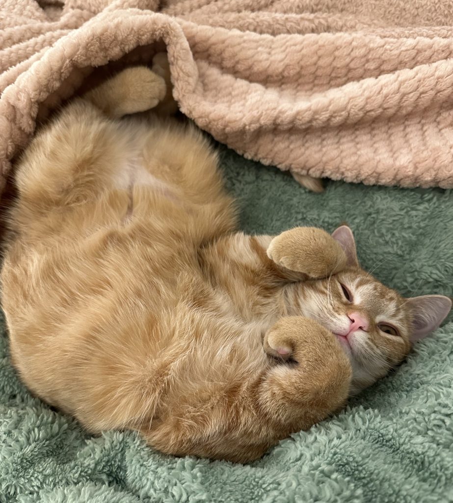A light brown or ginger cat lays on its back on a blanket with its paws curled up near its face.