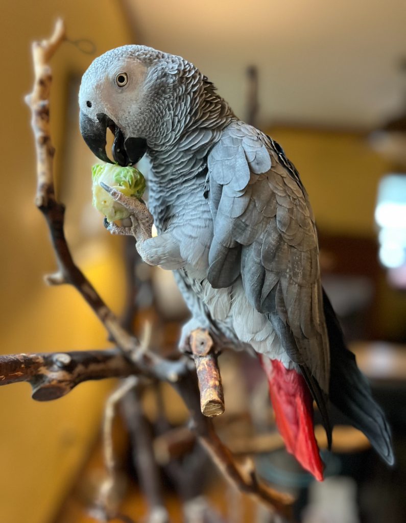 A gray parrot sits on a branch indoors.