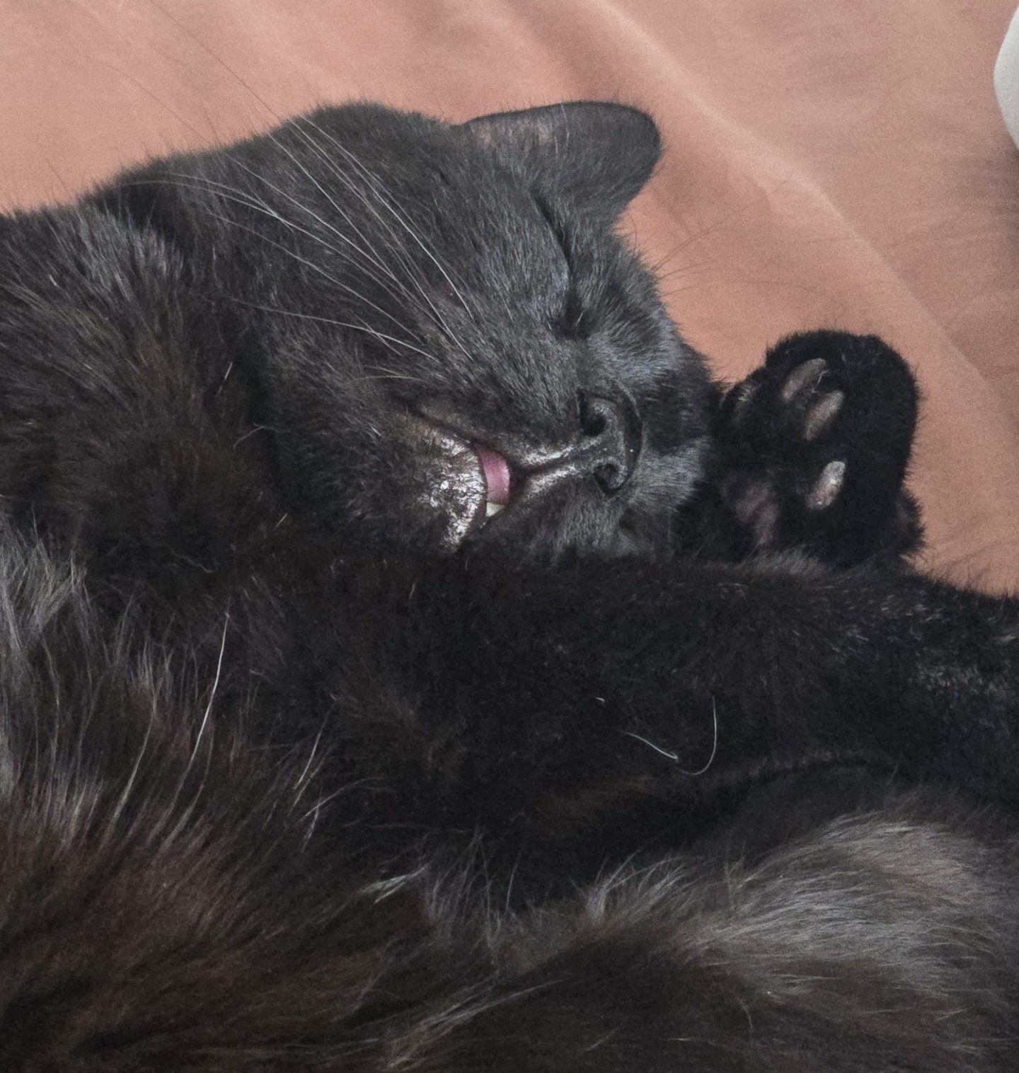 A closeup of a sleeping black cat's face.
