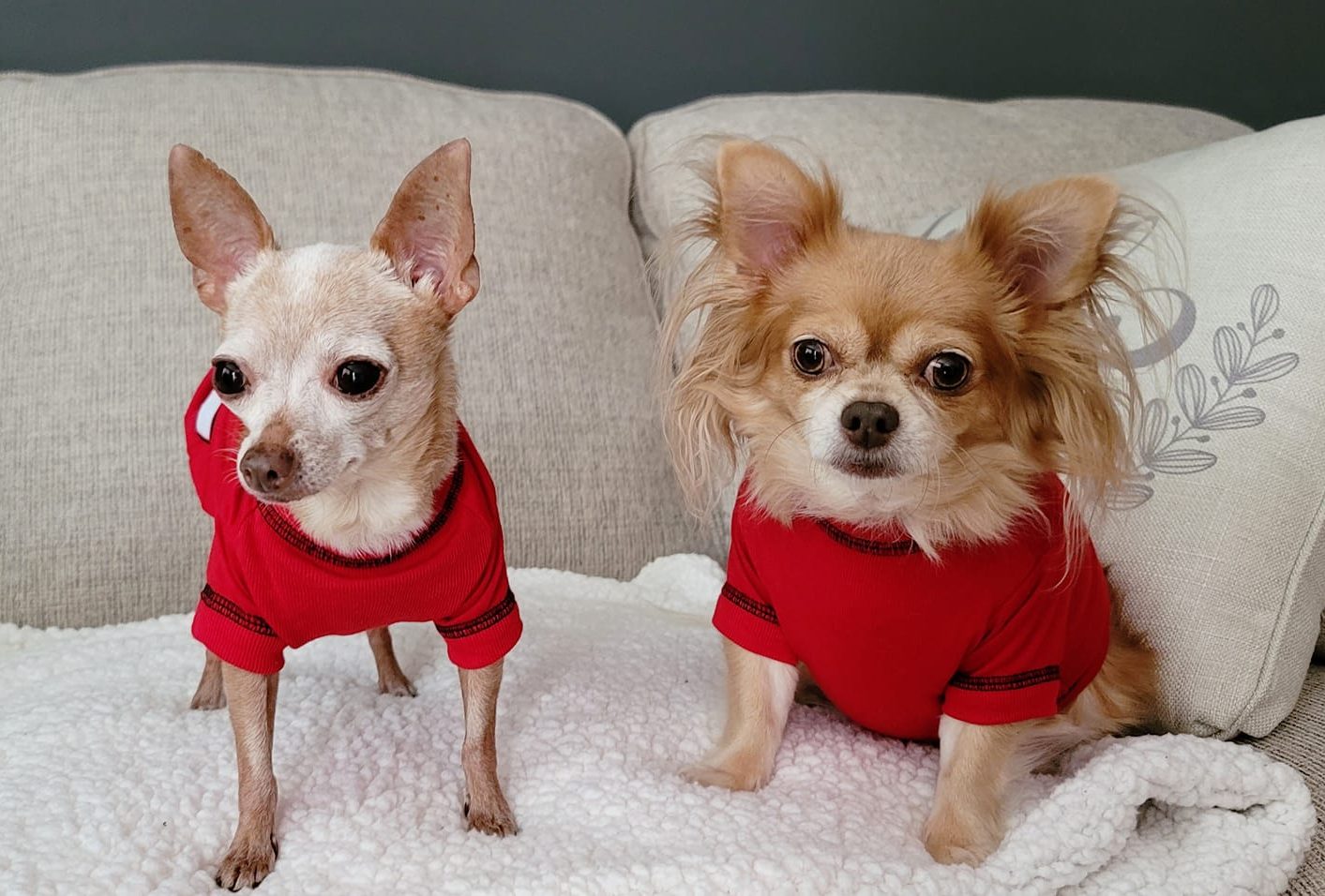 Two chihuahua dogs in read sweaters stand beside each other on a white couch.